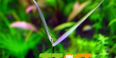 水草—紫竹寥
