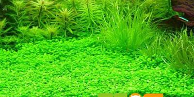 藻類對魚和水質有哪些影響