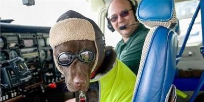 狗狗駕機飛行250小時獲國際機務人員證件