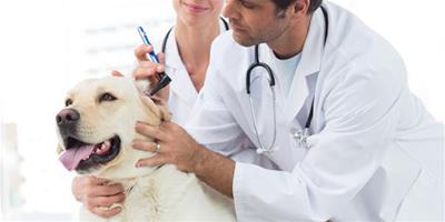 狗狗角膜炎的症狀和防治