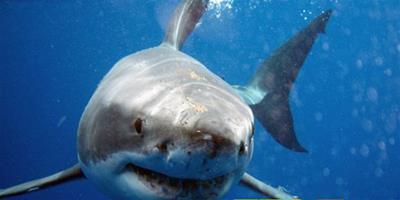 研究表明大白鯊已瀕臨滅絕