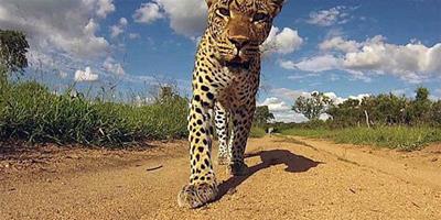 南非好奇小美洲豹迷上相機把玩不停