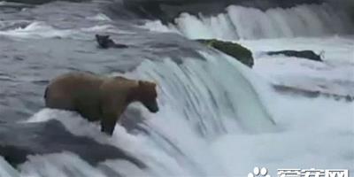母熊跳下瀑布 勇救3只被沖走熊寶寶