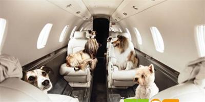 英航空公司給狗賣票享受特殊服務