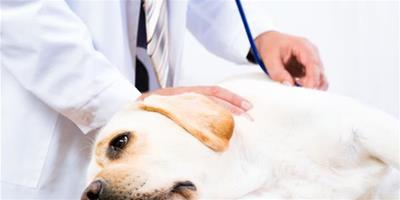關於狗狗疫苗你必須瞭解的知識
