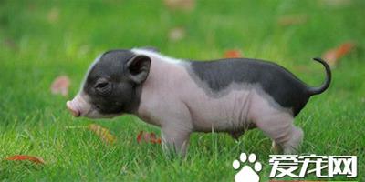 香豬一年繁殖幾次 小香豬懷孕期115天左右