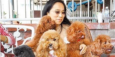 臺灣女子收養8只貴賓狗
