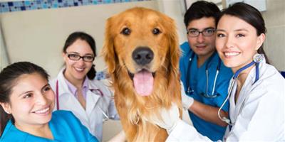 狗狗心肌炎的症狀和防治