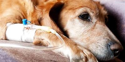狗狗感冒、細小、犬瘟熱症狀的區別