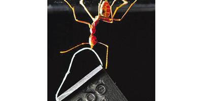 螞蟻可銜比自己重一百倍的金屬