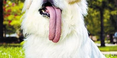 2011奇怪吉尼斯紀錄 世界上最長的狗舌頭