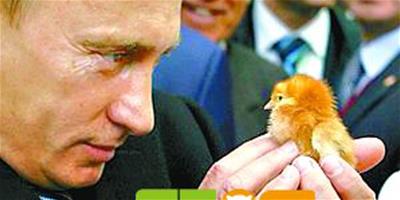 普京參觀農業展與動物親密接觸