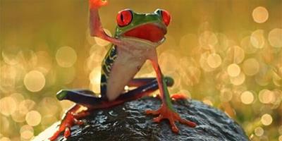 紅眼樹蛙的形態特徵