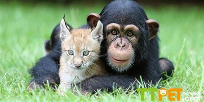 美動物園小黑猩猩與小猞猁成朋友