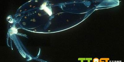 深海怪異生物：透明魷魚