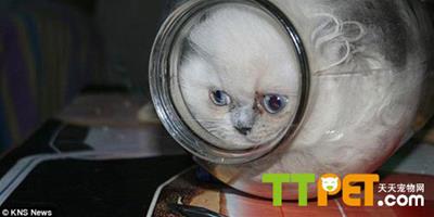 俄羅斯小貓會“縮骨功”愛鑽玻璃罐子