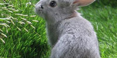 兔子不吃什麼 巧克力容易引起食物中毒