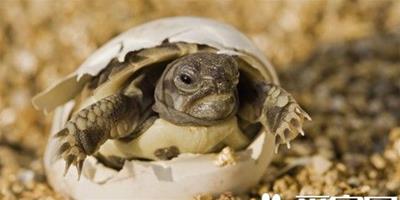 烏龜生活習性 幼龜公母要靠氣溫來決定