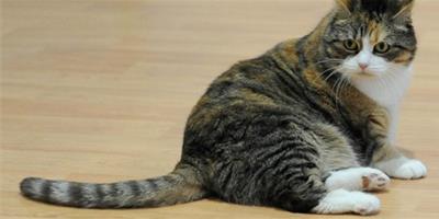 英國貓咪愛吃巧克力，體重超標要減肥