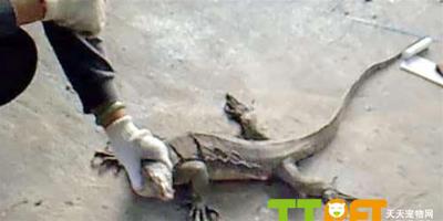 香港村民捕獲一米長巨型蜥蜴