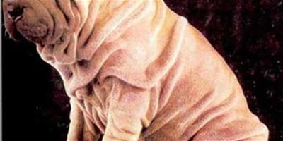 沙皮狗臉部褶皺的護理方法