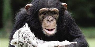 歐盟規定禁止猩猩為實驗對象