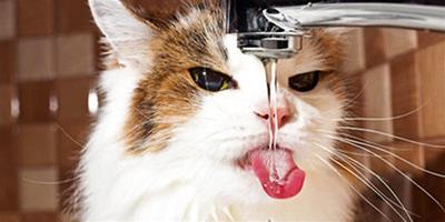 夏季給貓咪補水的重要性