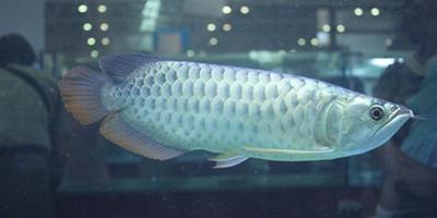 銀龍魚愛吃什麼 銀龍魚多數喜食麵包蟲