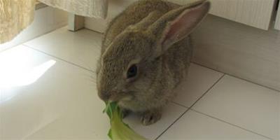 小灰兔吃什麼 有異味的飼料不喂