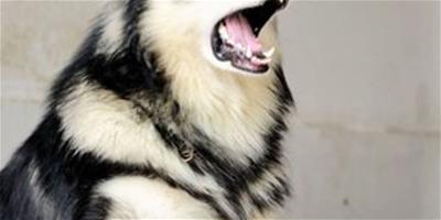 訓練阿拉斯加雪橇犬“坐下”的方法