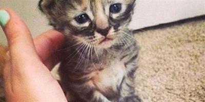 世界上表情最悲傷的小貓網路爆紅