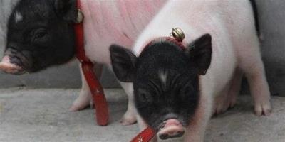 迷你香豬多少錢 公香豬的價格在300—400元左右