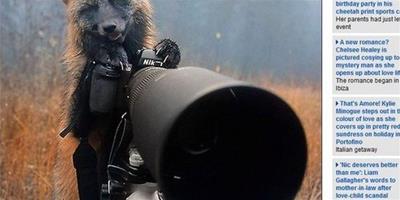 加拿大聰明狐狸反拍攝影師