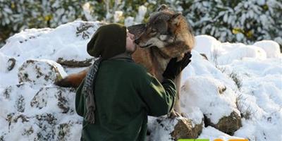 狼與飼養員“親熱”“取暖”