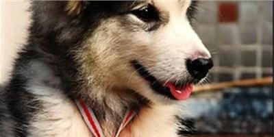 【經驗】阿拉斯加雪橇犬怎麼美容？