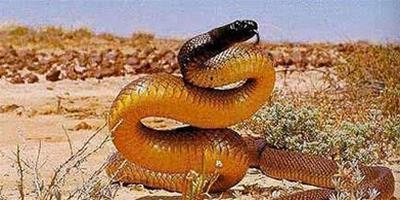 澳洲金剛蛇有毒嗎 毒性能輕鬆殺死數十人
