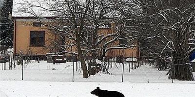 烏克蘭動物園狗熊出逃至波蘭