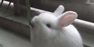 兔子吃三葉草 新鮮的豆科植物易脹氣