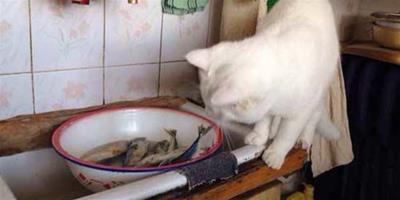 剛買的魚又被小饞貓發現了
