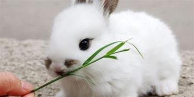兔子拉稀了吃什麼藥 不能過多吃蔬果
