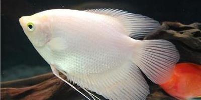 熱帶魚患病都有哪些常見的症狀