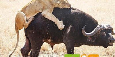 南非六頭母獅與水牛狂野大戰八小時