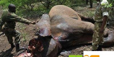 肯亞破獲一起惡性偷獵大象案件