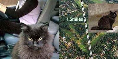 英國小貓每日固定時間地點搭車回家
