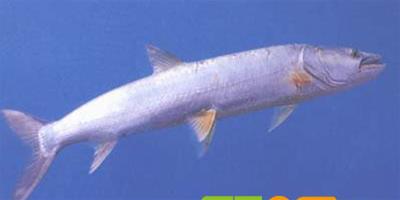 原生魚類――鱤魚
