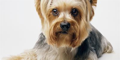 狗狗生病能打預防針嗎？