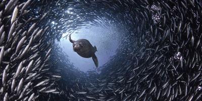 攝影師拍魚群隧道中的掠食動物