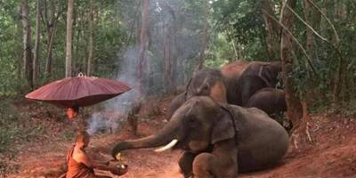 佛法無邊 泰國4頭大象森林中跪地拜苦僧侶