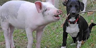 小豬與小狗共同生活