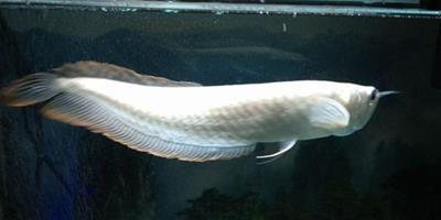 如何喂銀龍魚 銀龍魚屬於肉型性動物